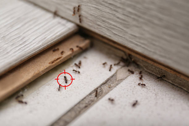 Best Commercial Pest Control Services  in North Weeki Wachee, FL