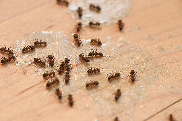 Best Flea Control Services  in North Weeki Wachee, FL