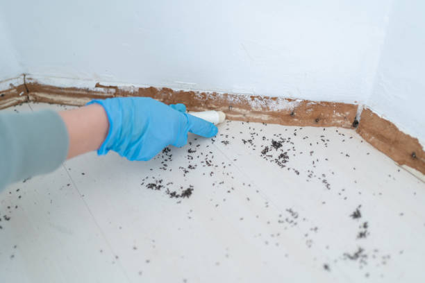 Best Pest Prevention Services  in North Weeki Wachee, FL